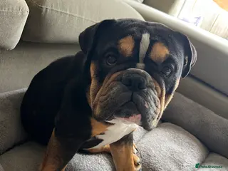 English Bulldog dogs English bulldog - Advert 2