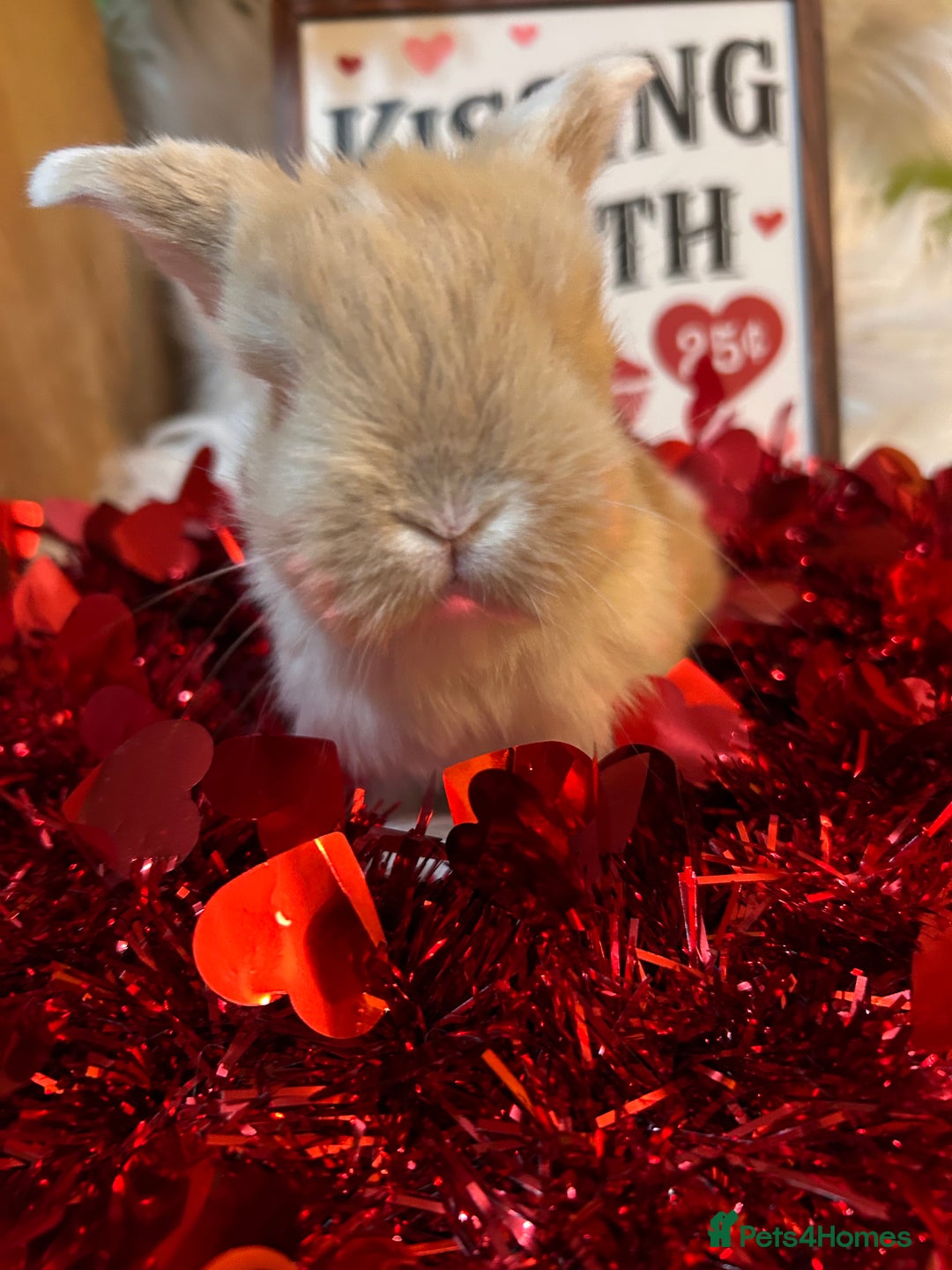 Mini Lop rabbits for sale: 🌼Mini lop Girls 🌼 - Advert 10
