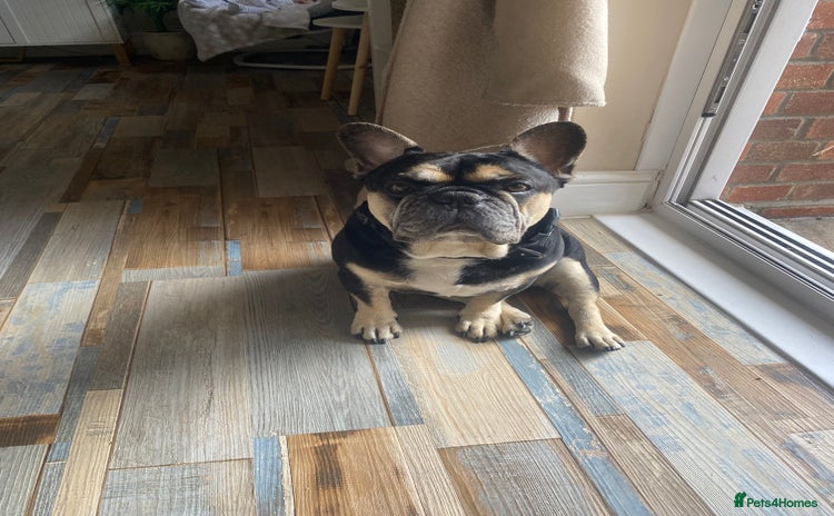French Bulldog dogs - Advert 1