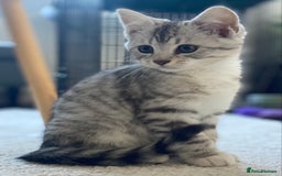 Mixed Breed cats for sale: Mixed breed silver tabby boys/ tabby & white girl - Image 8