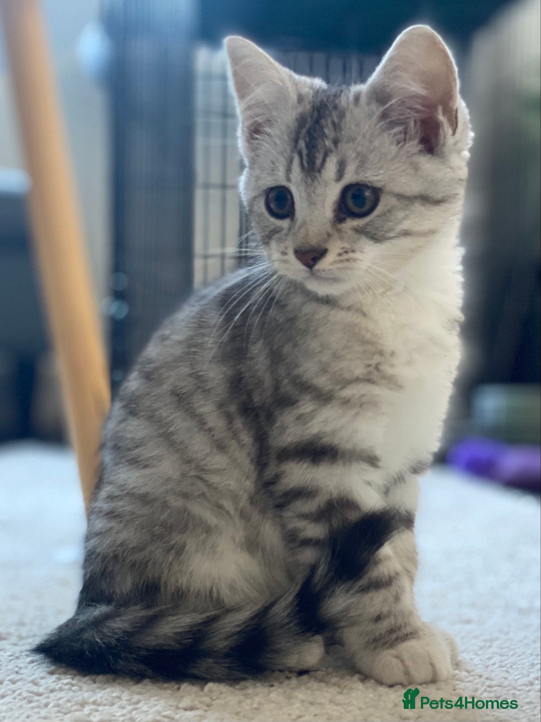 Mixed Breed cats for sale: Mixed breed silver tabby boys/ tabby & white girl - Image 8