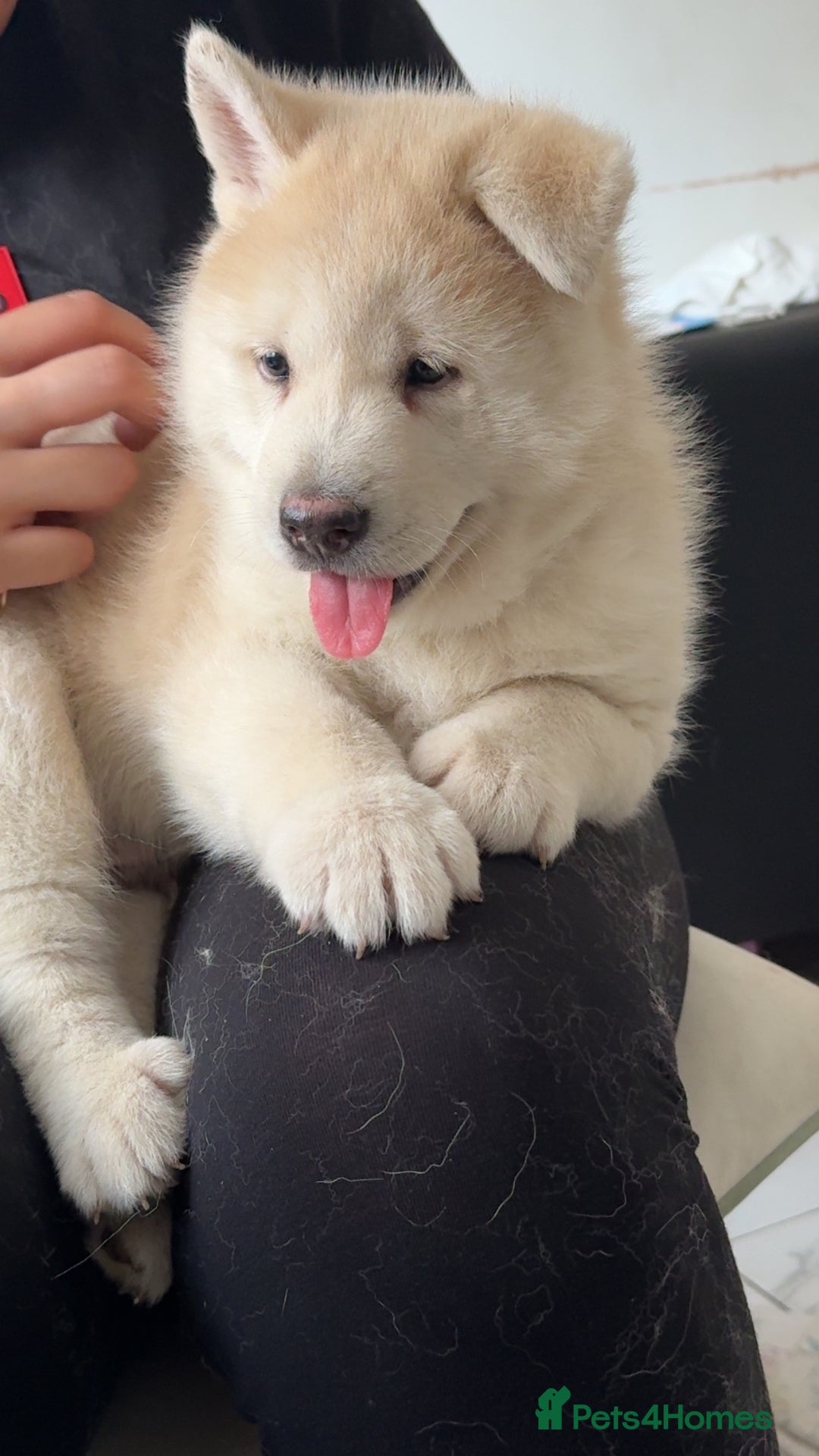 Siberian Husky dogs for sale: Siberian husky puppies  - Image 6