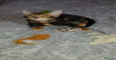 Bengal cats - Advert 12