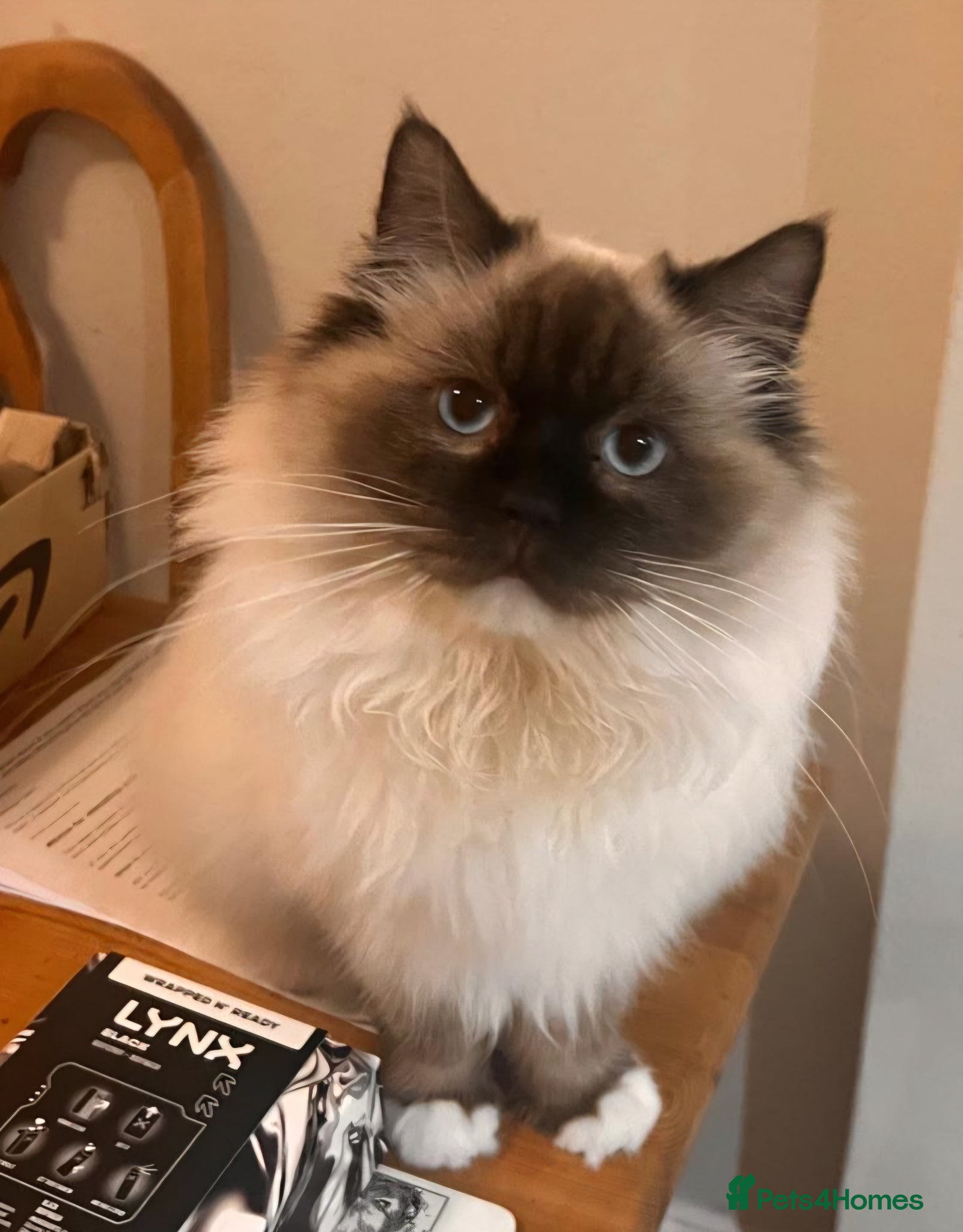 Ragdoll cats Stunning sealpoint available for stud duties - Advert 10
