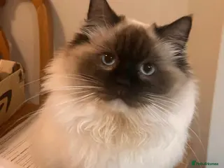 Ragdoll cats Stunning sealpoint available for stud duties - Advert 10