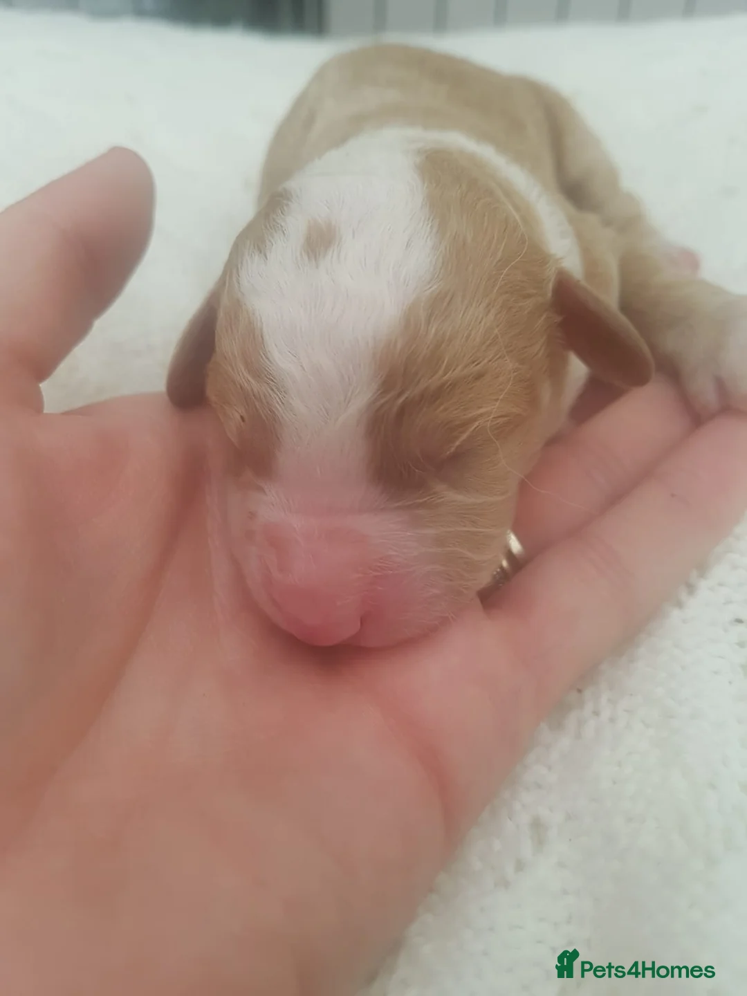 Toy Poodle dogs for stud: Phantom Toy Poodle Tri colour KC (STUD ONLY) in Coalville - Advert 30