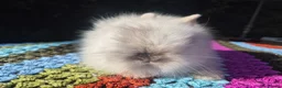 Angora rabbits for sale: 💓 STUNNING TEDDYDWERG BABIES- PARENTS IMPORTED 💙 - Advert 1