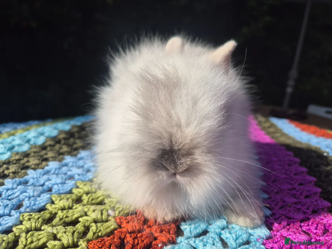 Angora rabbits for sale: 💓 STUNNING TEDDYDWERG BABIES- PARENTS IMPORTED 💙 - Advert 1