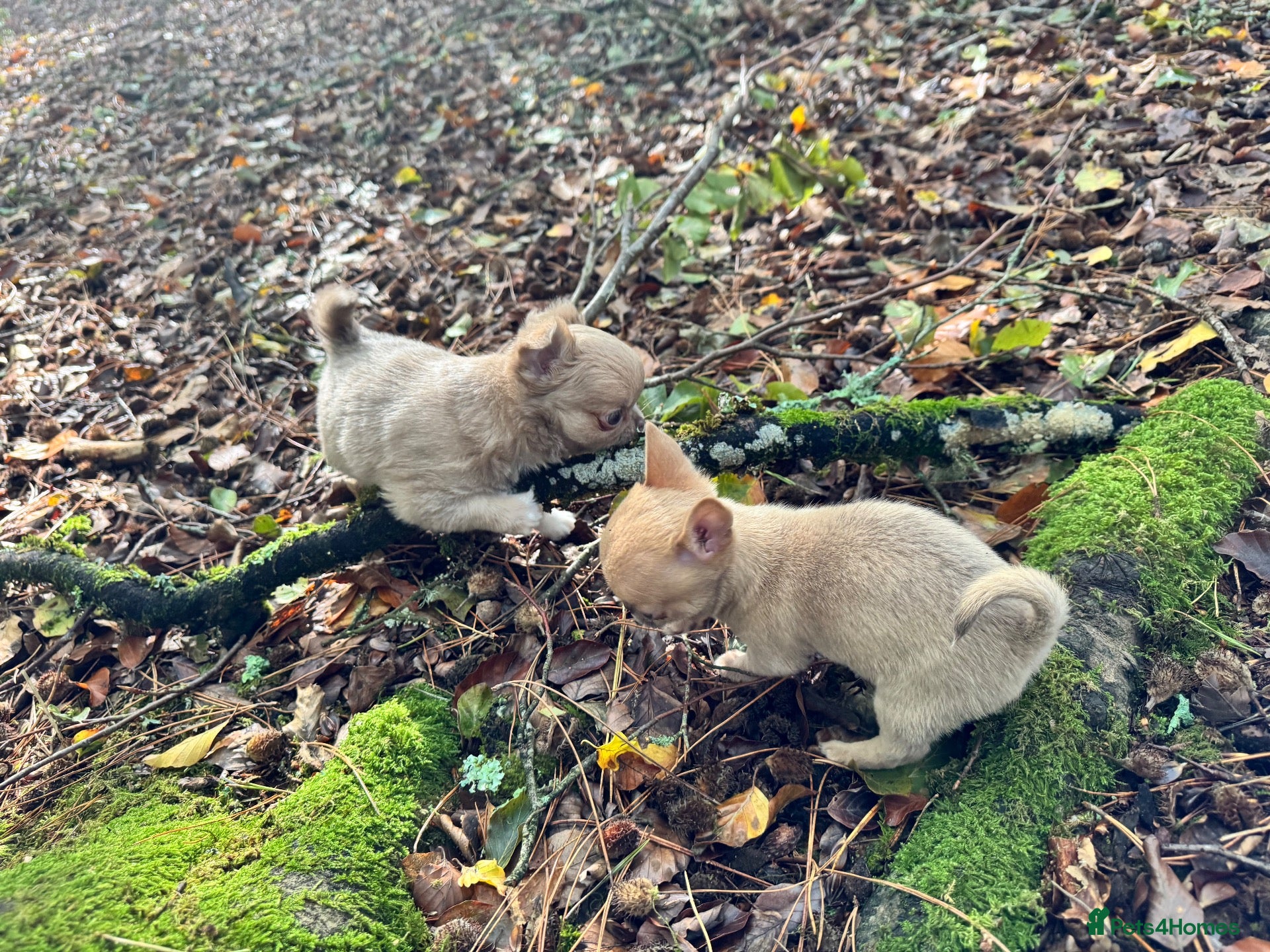 Chihuahua dogs for sale: Adorable little Chihuahua Puppies - Advert 1