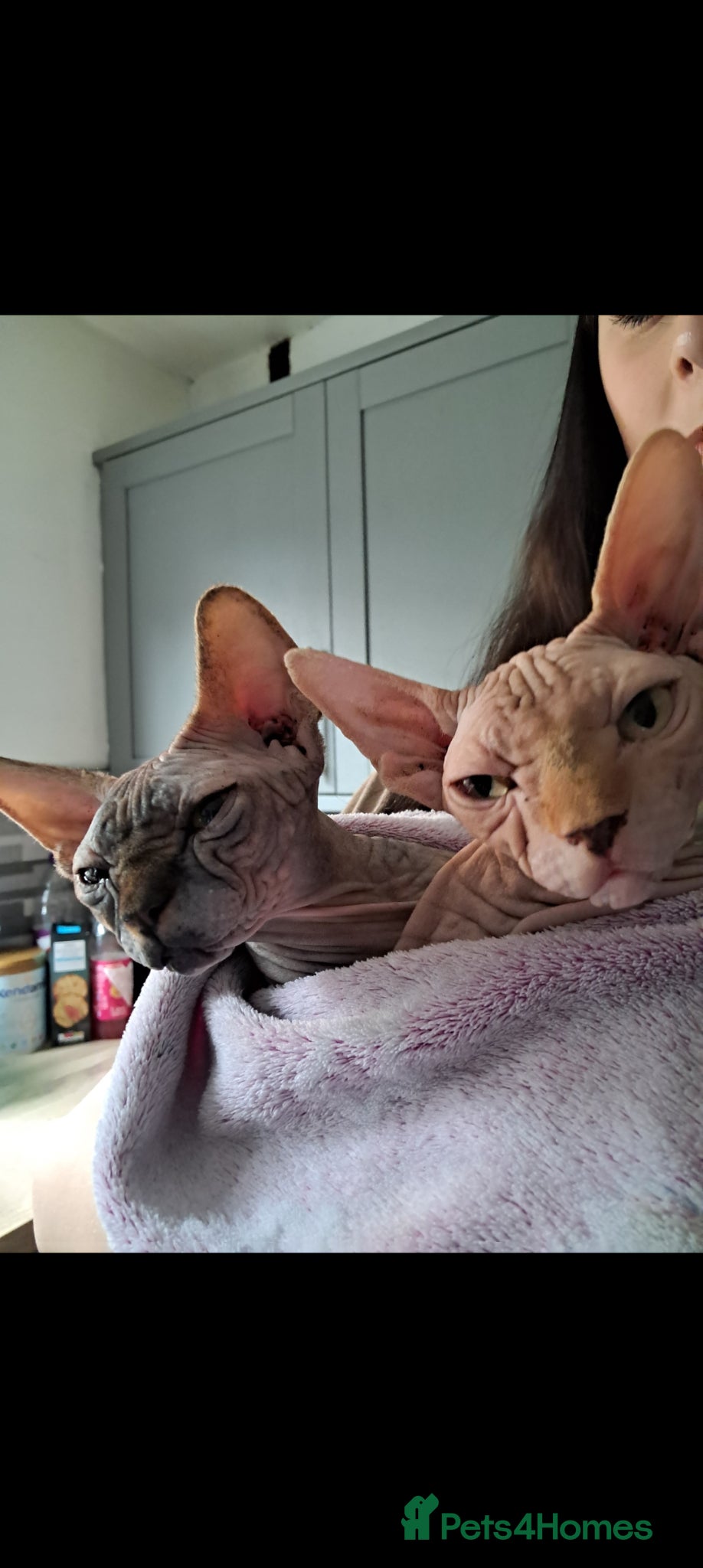 Sphynx cats X2 spayed female spynhx sisters  - Advert 2
