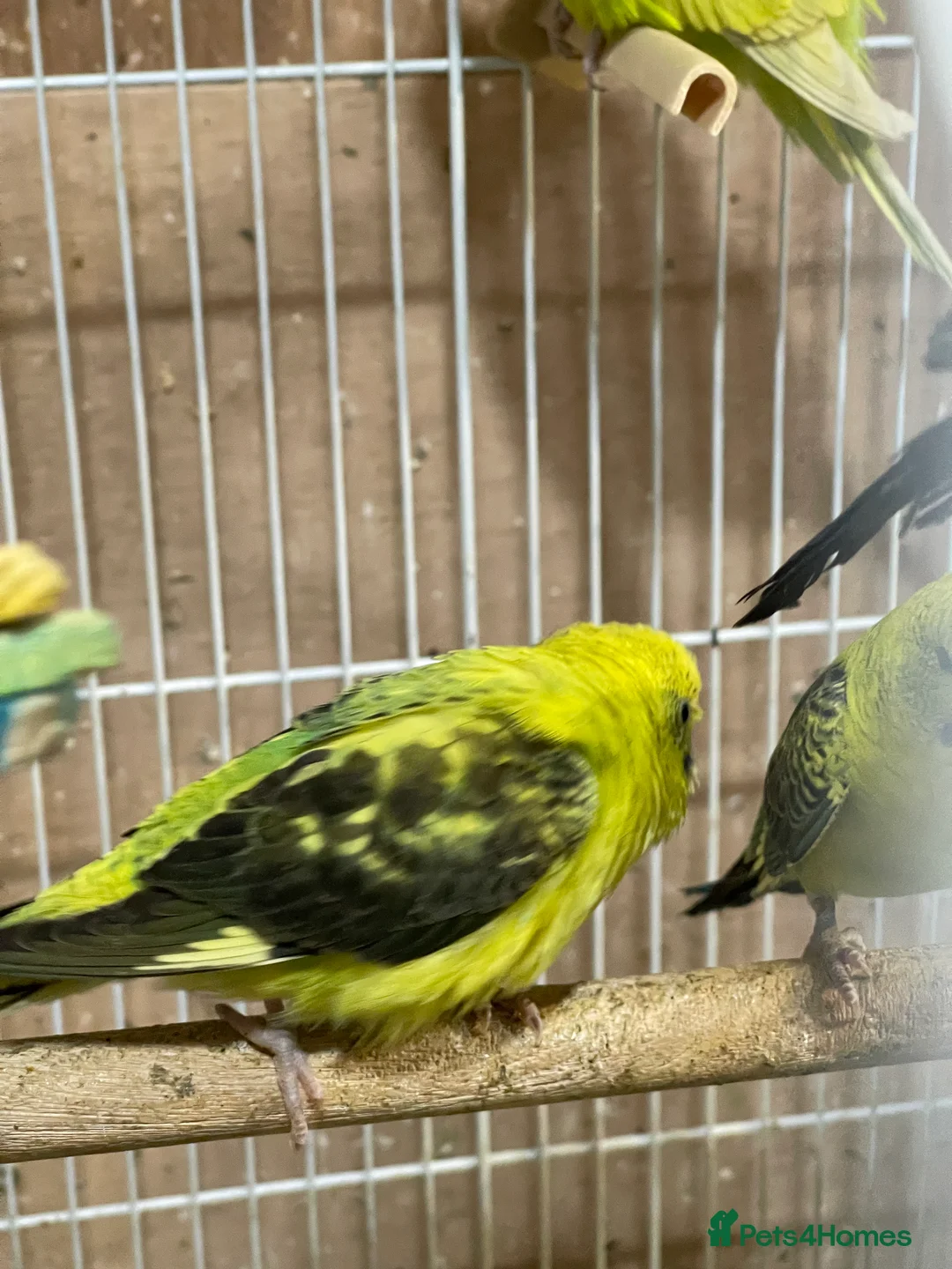 Budgerigars birds for sale: Black Wings budgies, possible split BW - Advert 2