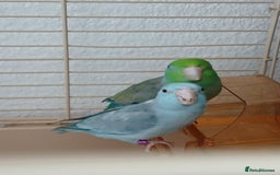 Parrots birds for sale: Bonding pair of parrotlets and conures  - Image 19
