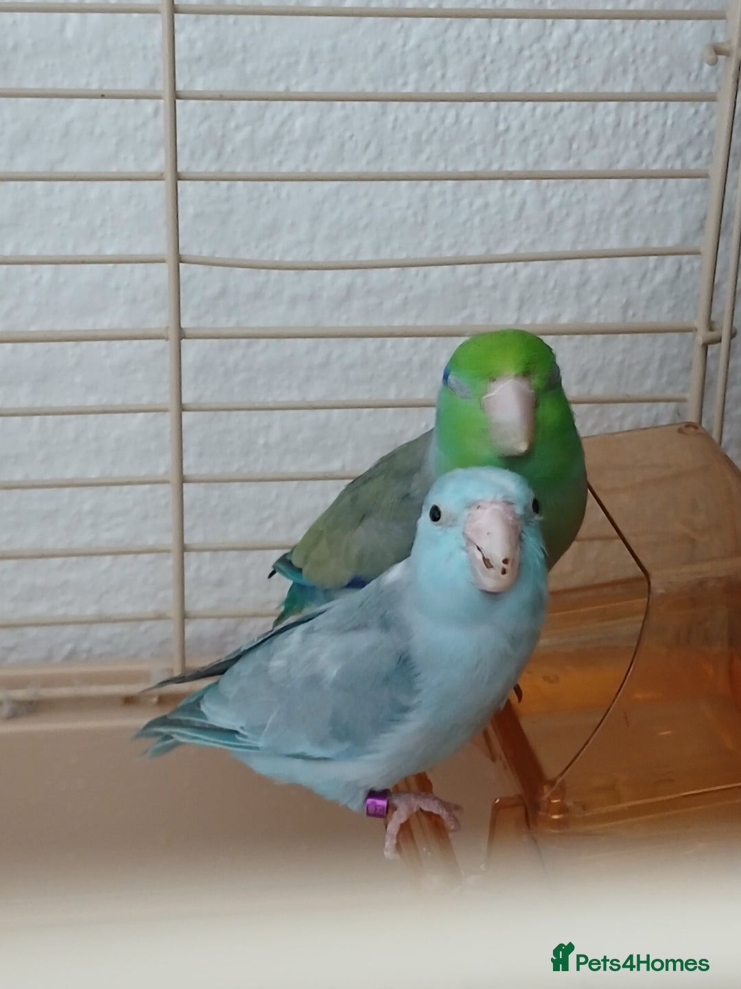 Parrots birds for sale: Bonding pair of parrotlets and conures  - Image 19