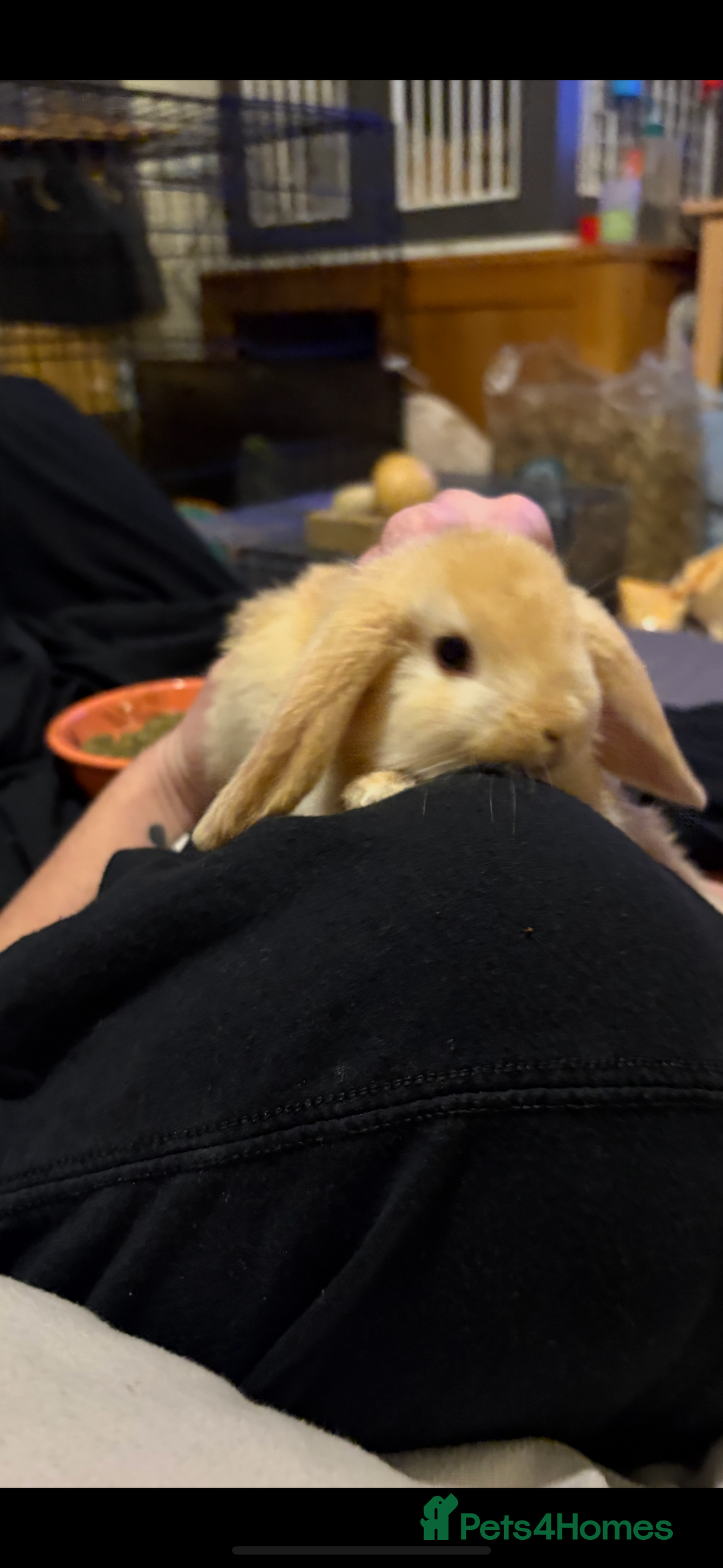 Mini Lop rabbits for sale: 4 mini lops for sale  - Advert 5