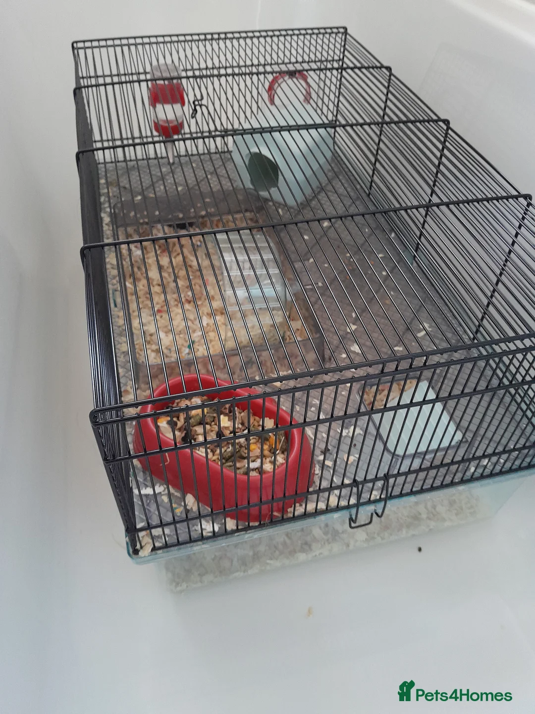 Gerbil rodents for sale: 2 female gerbils in Maldon - Advert 4