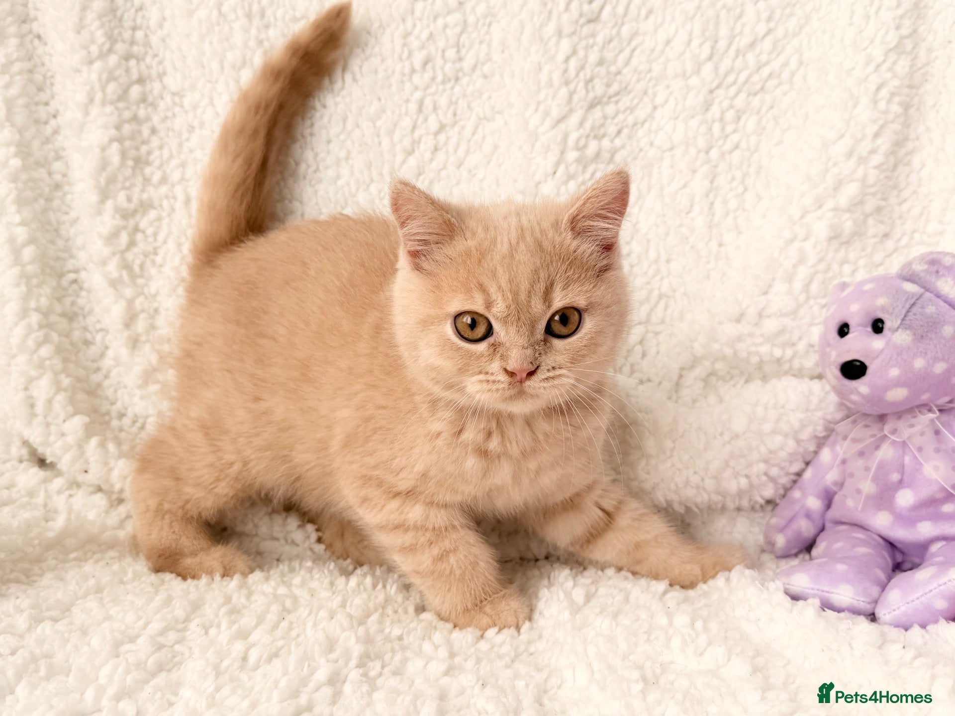 British Shorthair cats CREAM BRITISH SHORT HAIRED KITTENS  - Advert 12