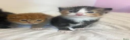 Mixed Breed cats for sale: Beautiful Fluffy Kittens - Advert 3
