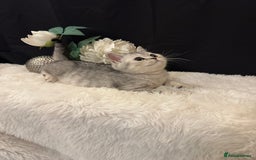 British Shorthair cats for sale: Silver Spotted Full Pedigree Registered BSH - Image 11