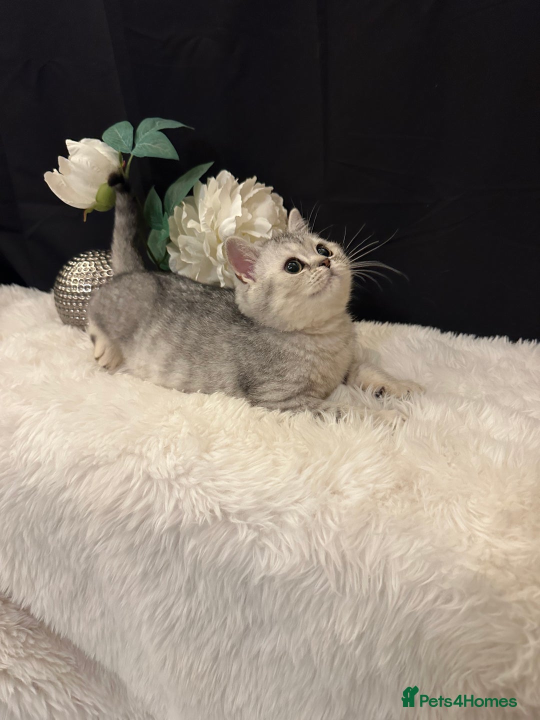 British Shorthair cats for sale: Silver Spotted Full Pedigree Registered BSH - Image 11