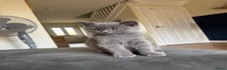British Shorthair cats for sale: British Shorthair Kitten - Advert 8