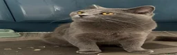 British Shorthair cats for sale: British shorthair / Russian blue  - Advert 14