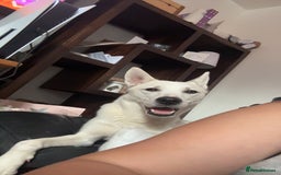 Siberian Husky dogs for sale: Husky cross - Image 1