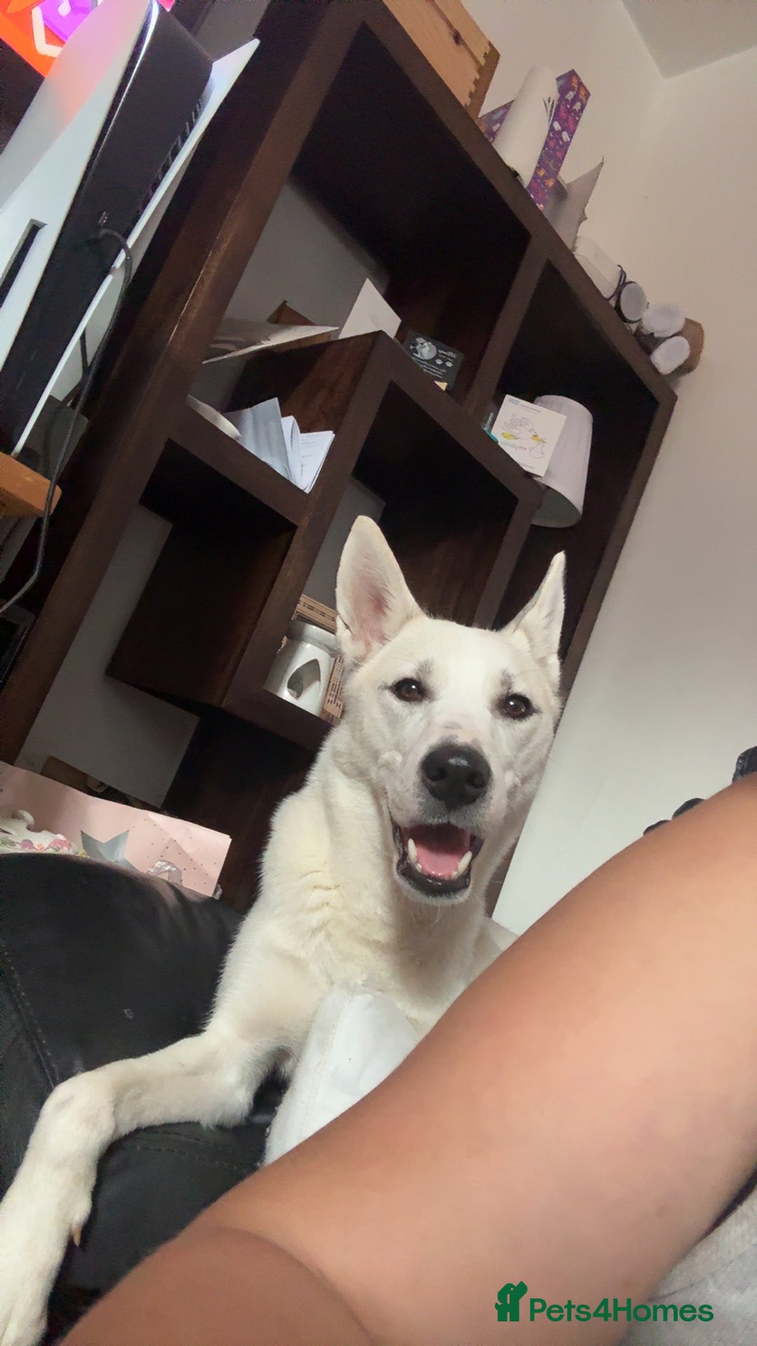 Siberian Husky dogs for sale: Husky cross - Image 1