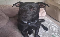 Mixed Breed dogs for adoption: Sweet but Shy Kuro Seeks Male-Only Home & Dog Pal - Image 1