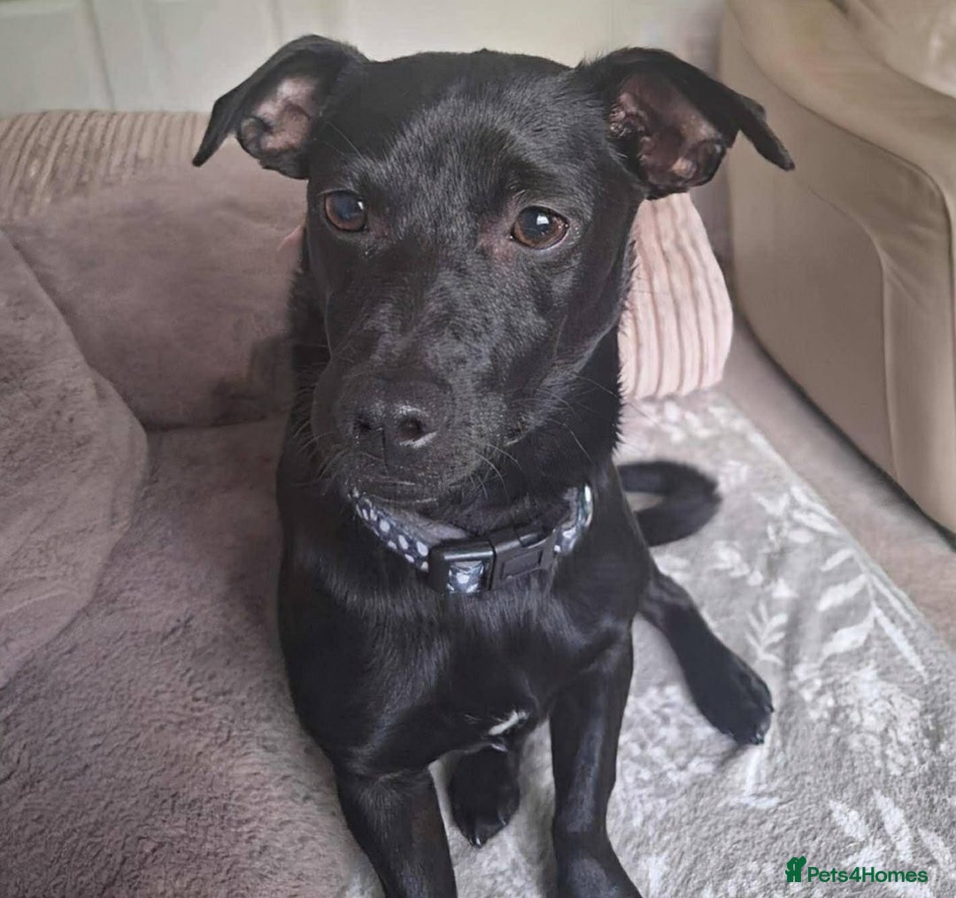 Mixed Breed dogs for adoption: Sweet but Shy Kuro Seeks Male-Only Home & Dog Pal - Image 1