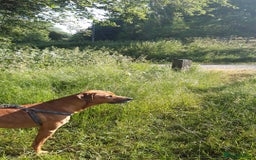 Rhodesian Ridgeback dogs for sale: 🦁KC RHODESIAN RIDGEBACKS PUPPIES🦁  - Image 22