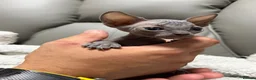 Sphynx cats for sale: TICA SPHYNX KITTENS  - Advert 8