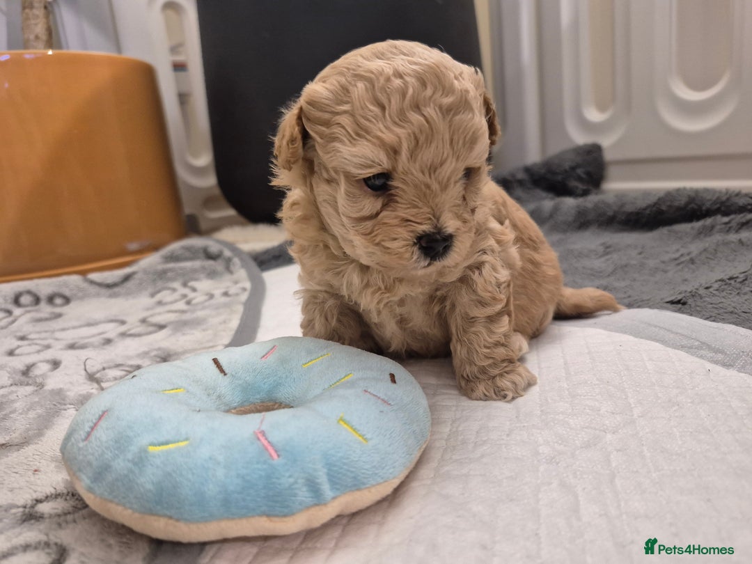 Maltipoo dogs for sale: Beautiful Toy Maltipoo Puppies   - Advert 8