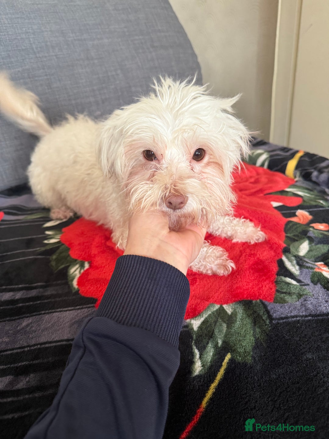 Bichon Frise dogs for sale: Bella  - Advert 4