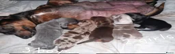 Dachshund dogs for sale: Miniature dachshunds  - Advert 7