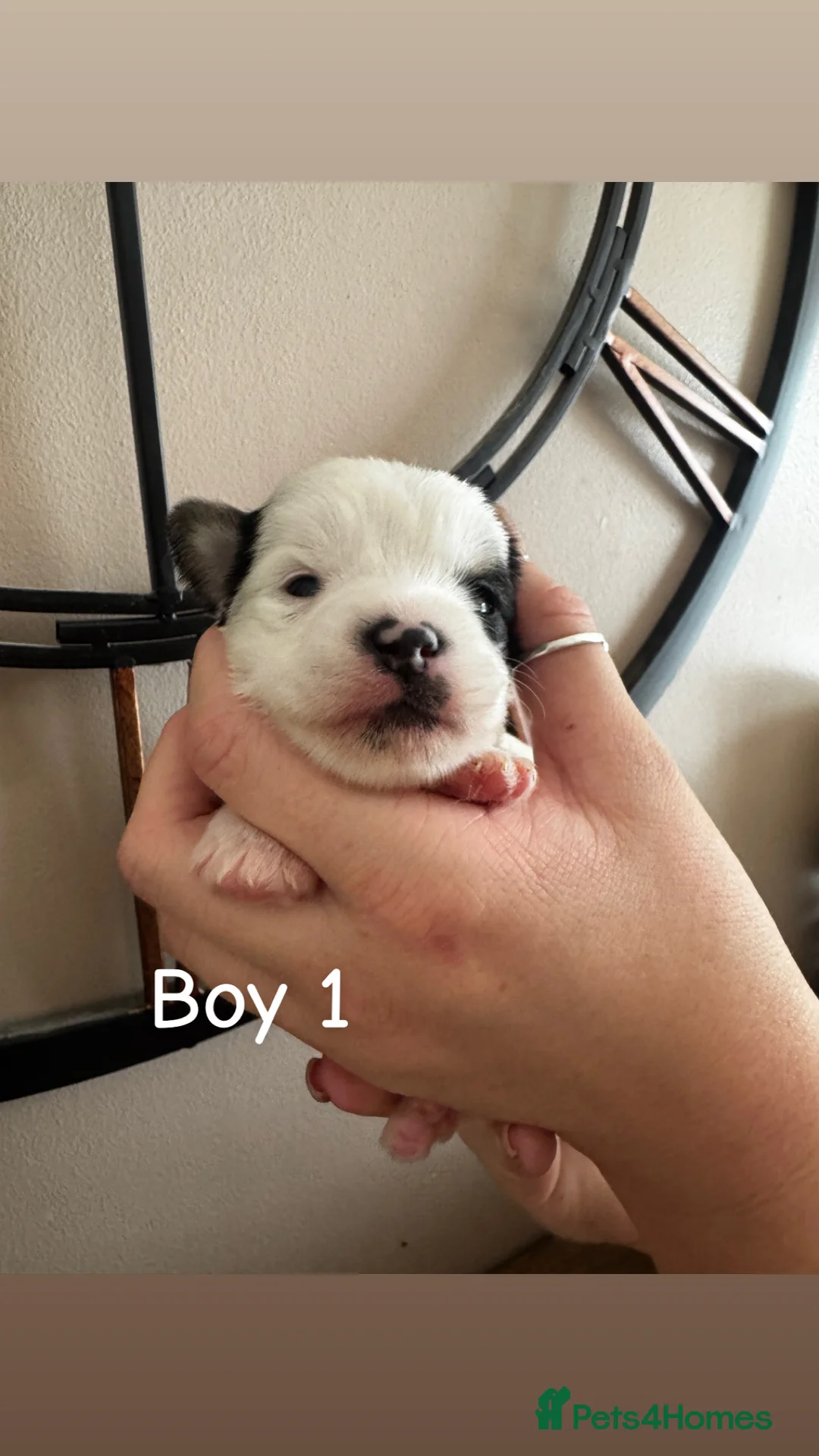 Yorkiepoo dogs for sale: Gorgeous litter of yorkiepoo’s - Advert 2