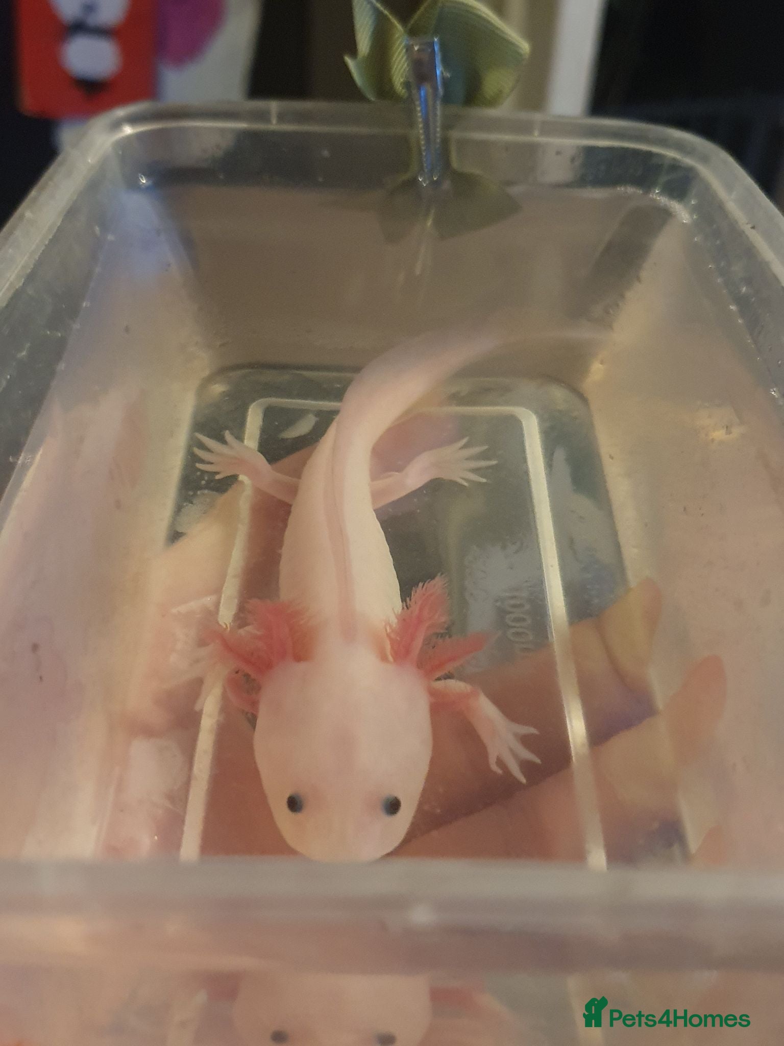 Axolotl reptiles Baby axolotls  - Advert 15
