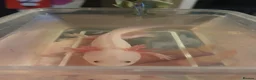 Axolotl reptiles for sale: Baby axolotls  - Advert 1