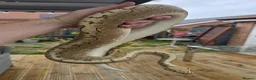 Python Snake reptiles for sale: Ball Python Bamboo Pinestripe in Farnham - Advert 2