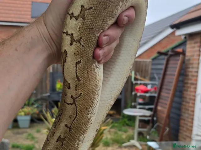 Python Snake reptiles for sale: Ball Python Bamboo Pinestripe - Advert 2