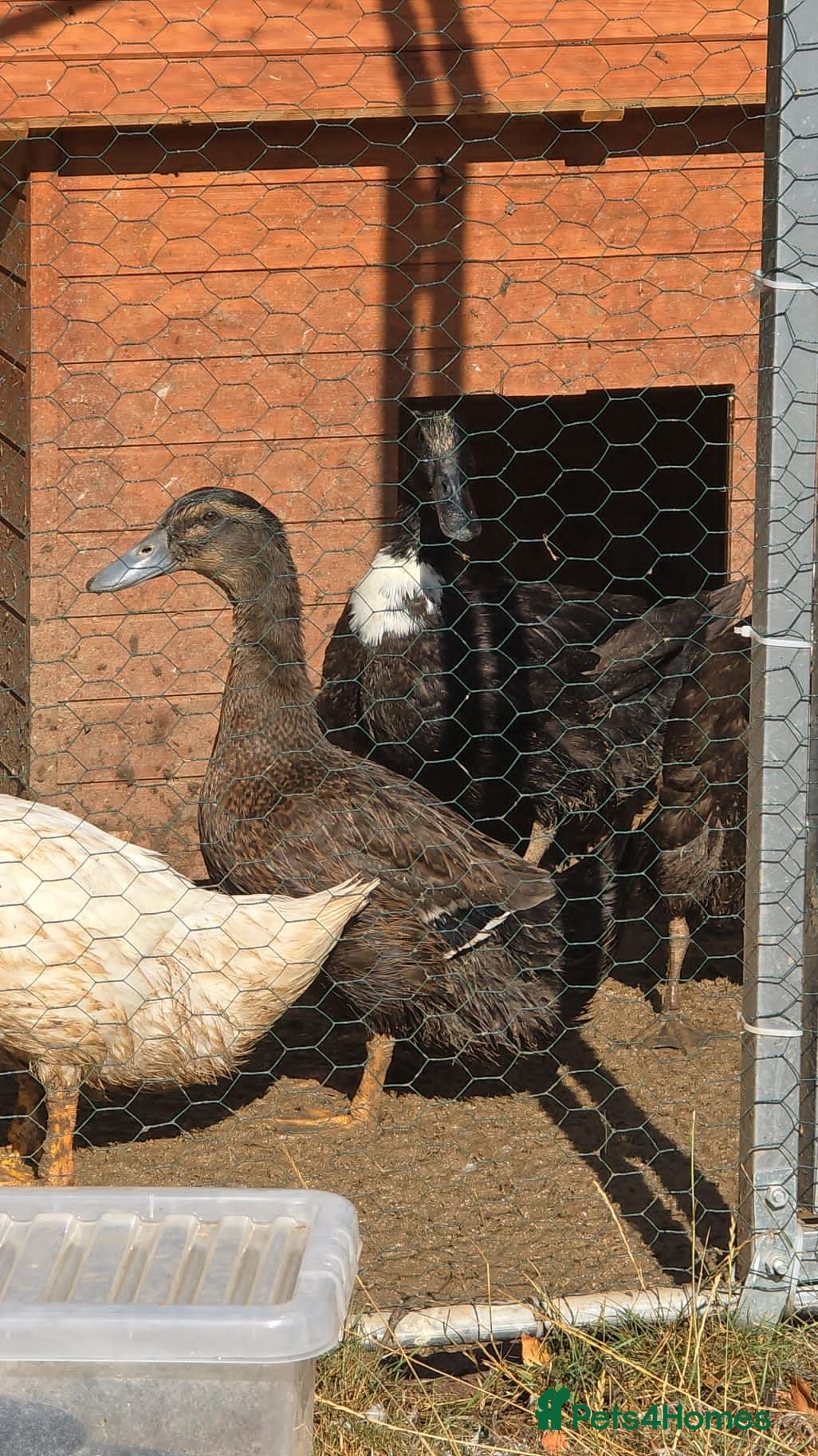 Mixed Breed birds Mix breed ducklins - Advert 11