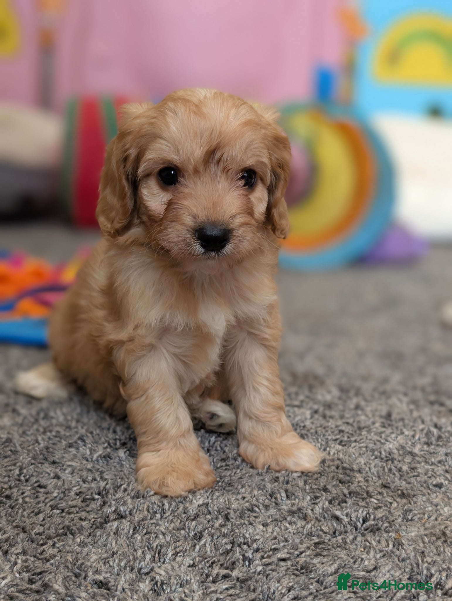 Cavapoo dogs ⭐⭐⭐⭐⭐ F1 Cavapoo puppies Health tested parents.  - Advert 1