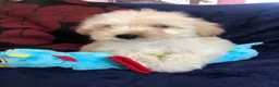 Maltipoo dogs for sale: Maltipoo puppies forsale - Advert 14