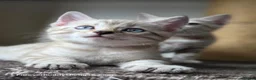 Bengal cats for sale: Rare Cashmere & Short Hair Bengals  - Advert 9