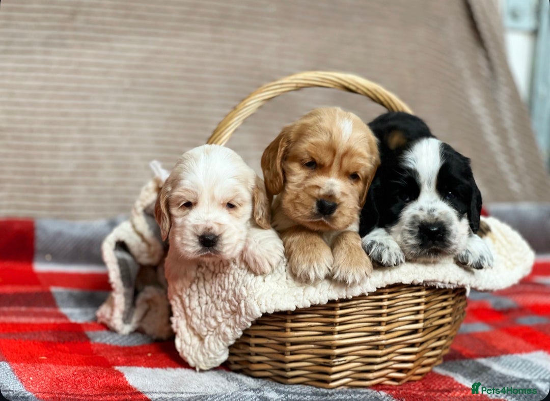 Cocker Spaniel dogs for sale: SHOW TYPE COCKER SPANIEL PUPPIES  - Advert 7