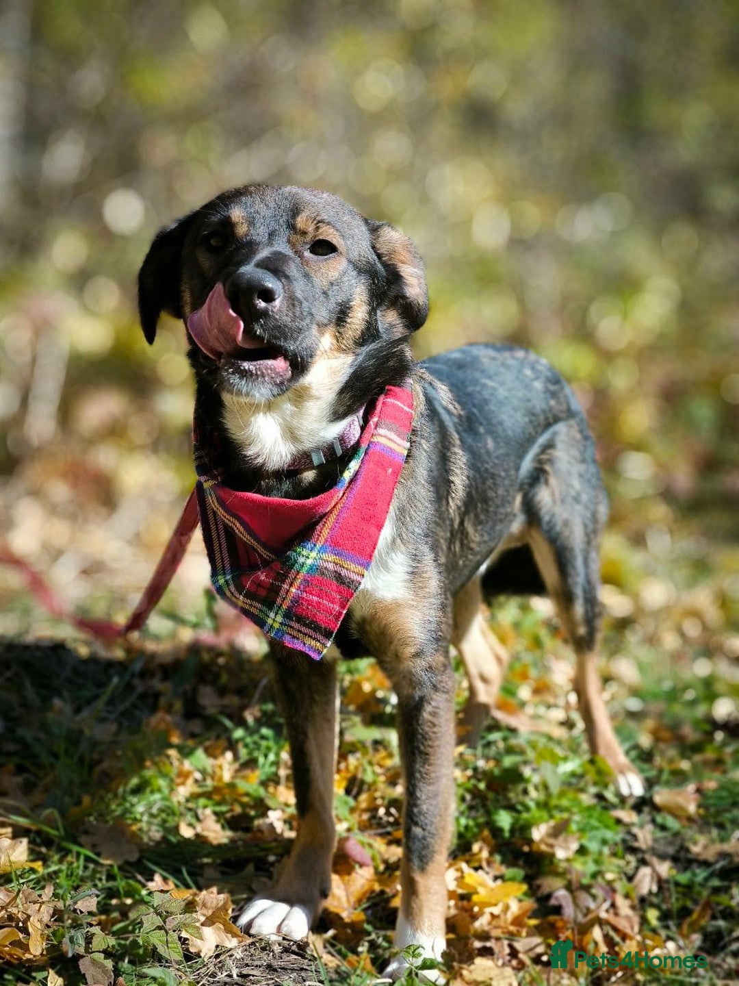 Mixed Breed dogs for adoption: 💙🐶 KOKOS 🐶💙 - Advert 26