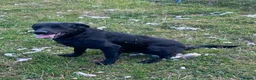 Labrador Retriever dogs for sale: Adorable Labrador Puppies in Preston - Advert 11