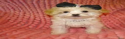 Maltipoo dogs for sale: XXS Apricot F1 Maltese X Toy Poodle Maltipoo Puppy - Advert 9