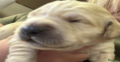 Golden Retriever dogs - Advert 6