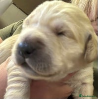 Golden Retriever dogs - Advert 6