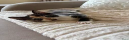 Mixed Breed cats for sale: Kittens - Advert 8